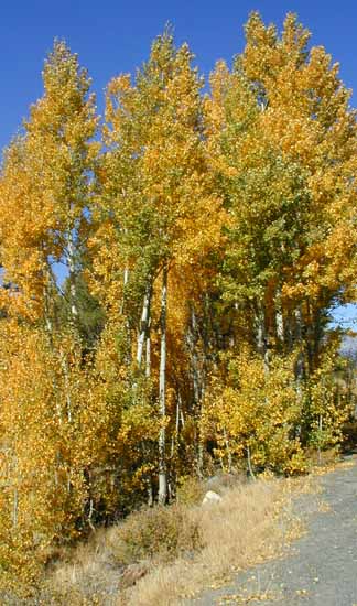 2004-10_carson_leaves_ranch_g_1.jpg