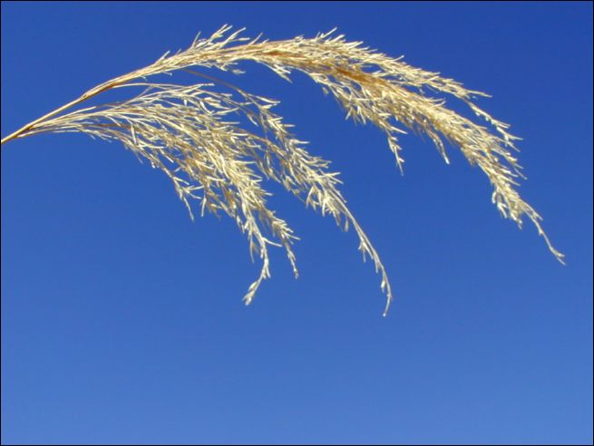 2005-03_bishop_02_reeds.jpg