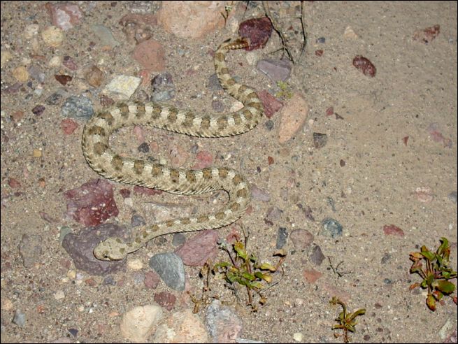2005-03_owlsheadmtn_01_snake.jpg