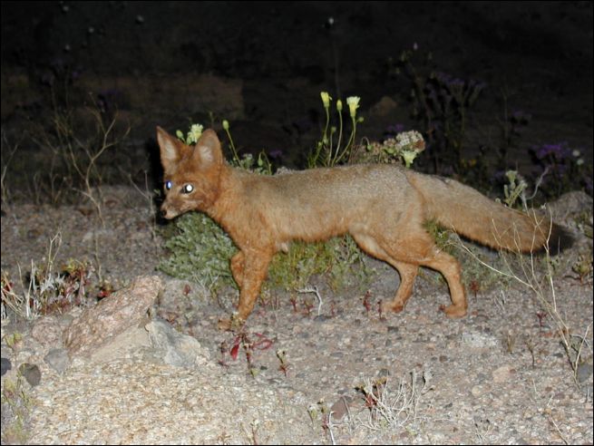2005-03_owlsheadmtn_02_fox.jpg