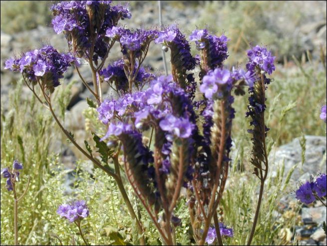 2005-03_deathv_05_lflower.jpg