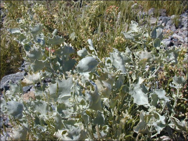 2005-03_deathv_06_flower.jpg