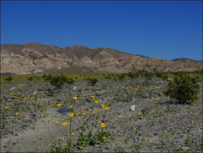 2005-03_deathv_08_flower.jpg