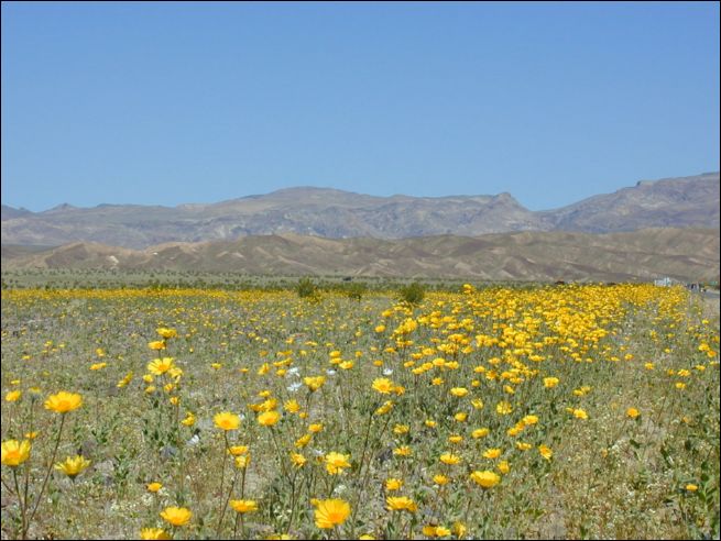 2005-03_deathv_09_flower.jpg