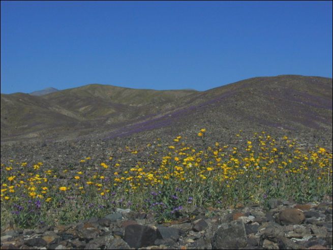 2005-03_deathv_11_flower.jpg
