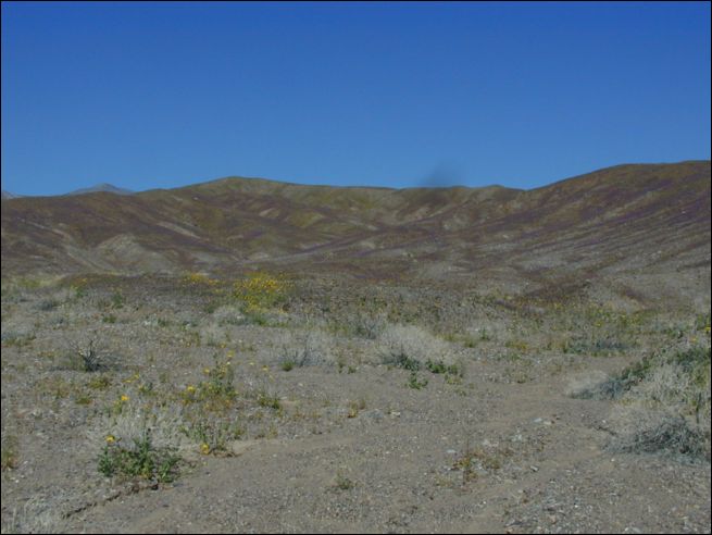 2005-03_deathv_12_flower.jpg