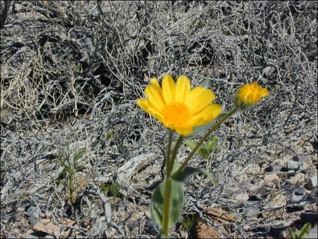2005-03_deathv_13_flower.jpg