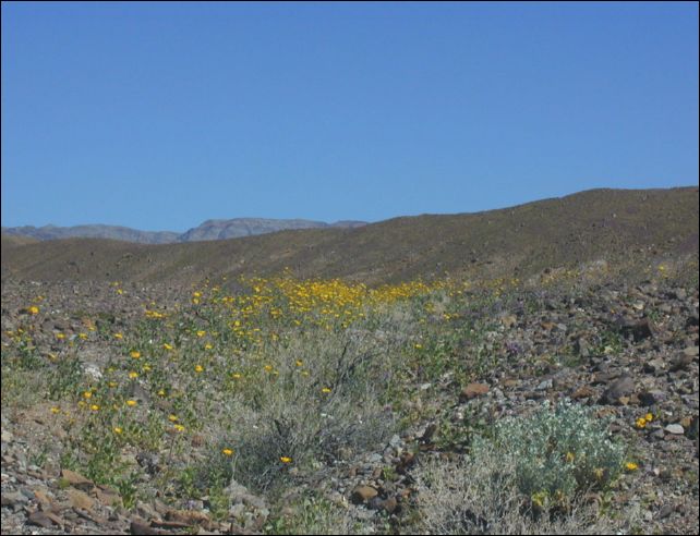 2005-03_deathv_14_flower.jpg