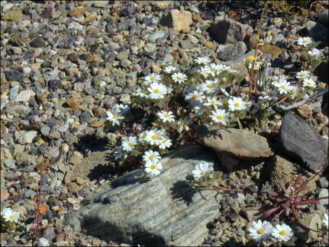 2005-03_deathv_15_flower.jpg