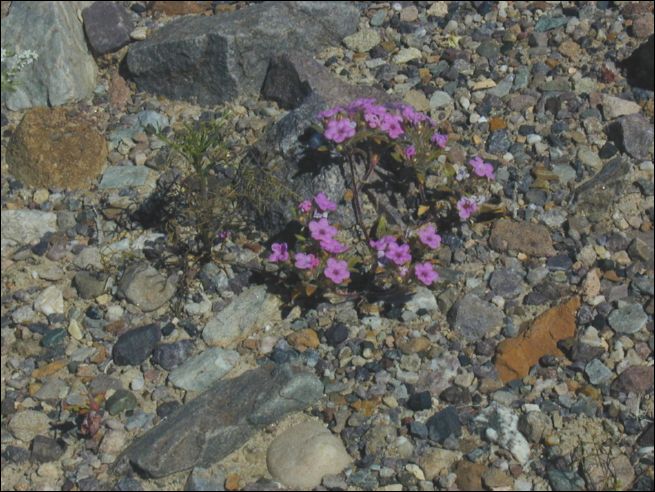 2005-03_deathv_16_flower.jpg