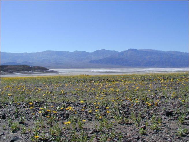 2005-03_deathv_17_flower.jpg