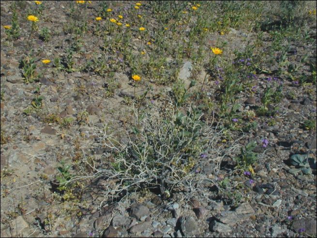 2005-03_deathv_18_flower.jpg