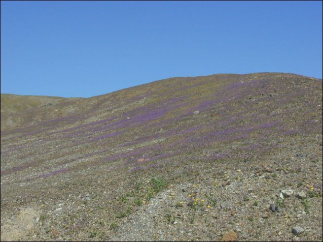 2005-03_deathv_19_flower.jpg