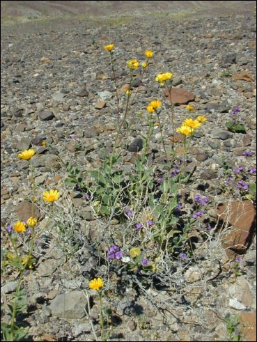 2005-03_deathv_20_flower.jpg