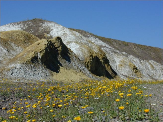 2005-03_deathv_21_flower.jpg