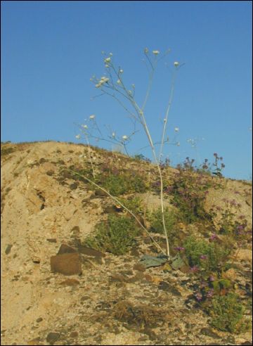 2005-03_deathv_27_flower_owlsheadmtn.jpg