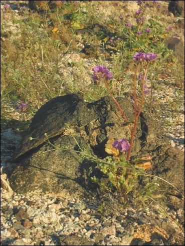 2005-03_deathv_28_flower_owlsheadmtn.jpg