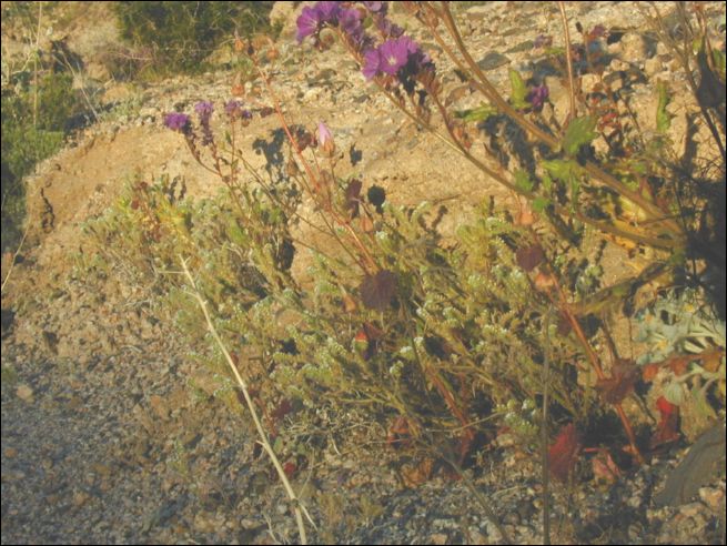 2005-03_deathv_30_flower_owlsheadmtn.jpg