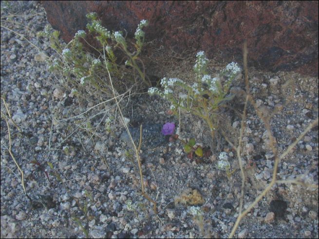 2005-03_deathv_31_flower_owlsheadmtn.jpg