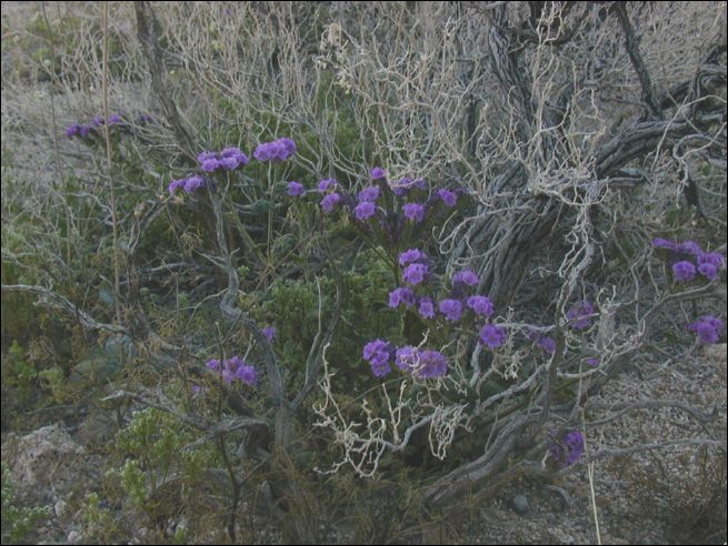 2005-03_deathv_32_flower_owlsheadmtn.jpg