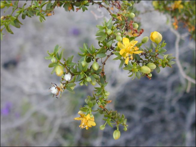 2005-03_deathv_33_flower_owlsheadmtn.jpg