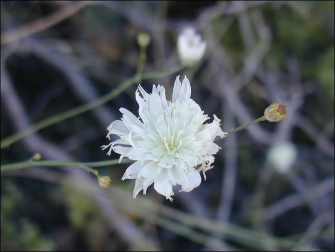 2005-03_deathv_34_flower_owlsheadmtn.jpg