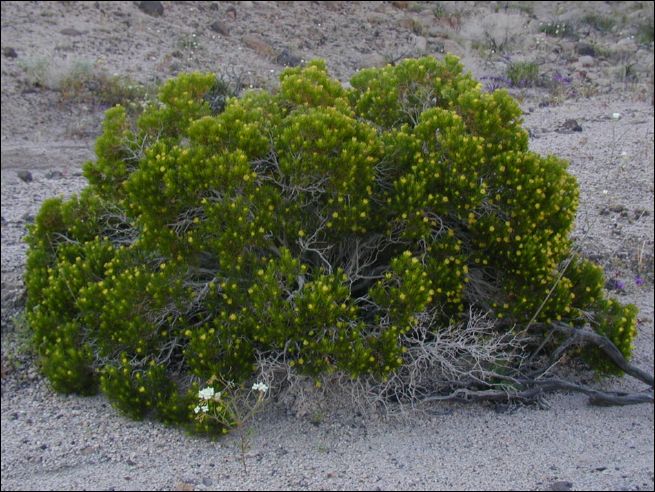 2005-03_deathv_35_flower_owlsheadmtn.jpg