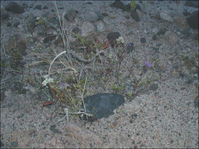 2005-03_deathv_36_flower_owlsheadmtn.jpg