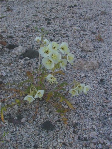 2005-03_deathv_37_flower_owlsheadmtn.jpg