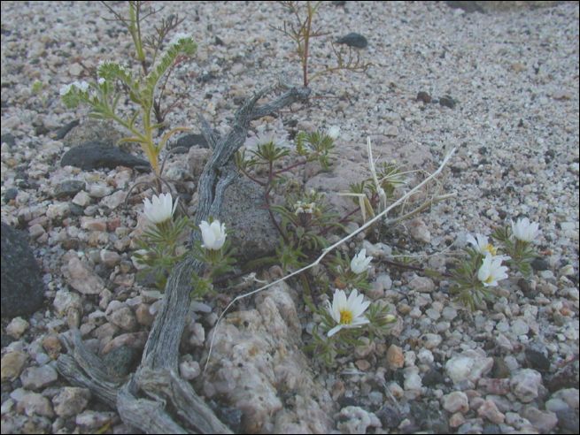 2005-03_deathv_38_flower_owlsheadmtn.jpg