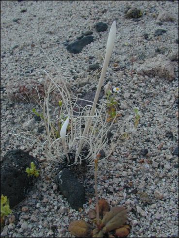 2005-03_deathv_39_flower_owlsheadmtn.jpg
