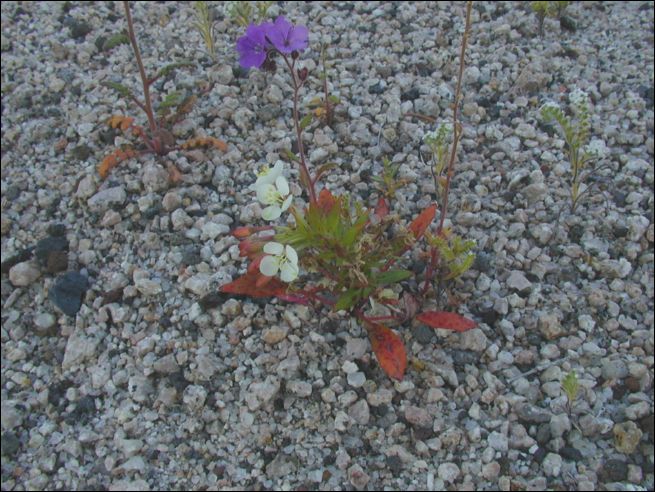 2005-03_deathv_40_flower_owlsheadmtn.jpg