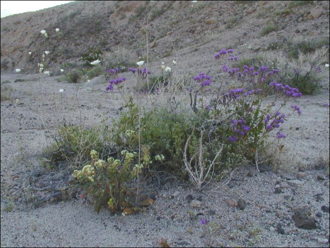 2005-03_deathv_42_flower_owlsheadmtn.jpg