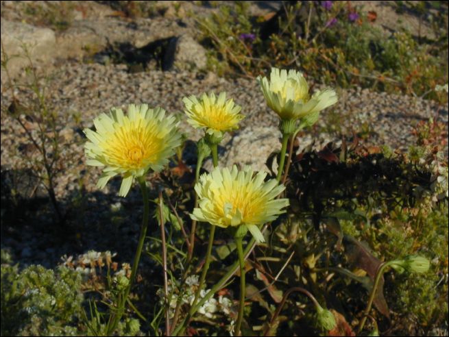2005-03_deathv_43_flower_owlsheadmtn.jpg