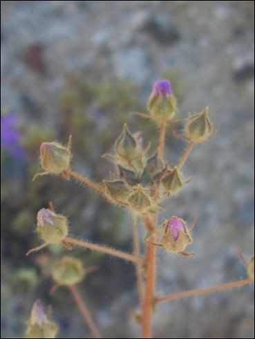 2005-03_deathv_45_flower_owlsheadmtn.jpg