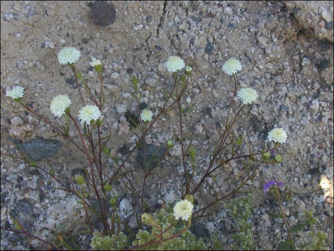 2005-03_deathv_46_flower_owlsheadmtn.jpg