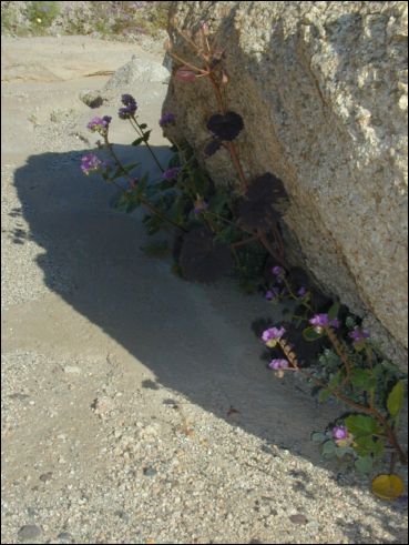 2005-03_deathv_47_flower_owlsheadmtn.jpg