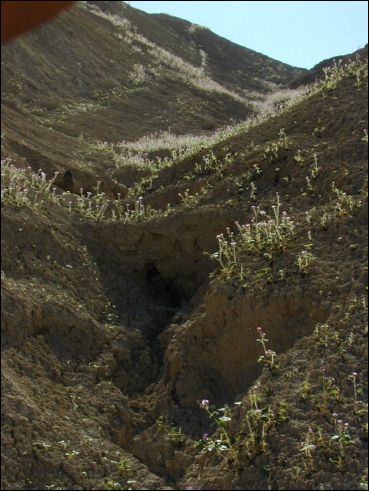 2005-03_deathv_48_flower_owlsheadmtn.jpg
