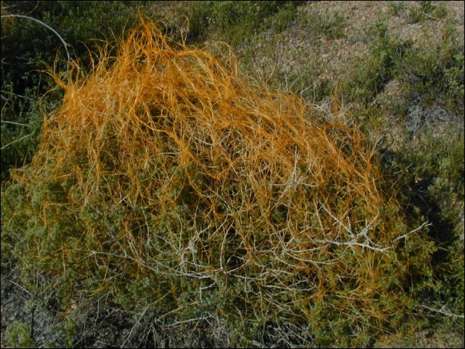 2005-03_deathv_49_flower_owlsheadmtn.jpg