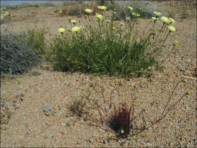 2005-03_deathv_50_flower_owlsheadmtn.jpg