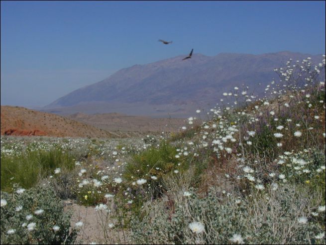 2005-03_deathv_51_flower_owlsheadmtn.jpg