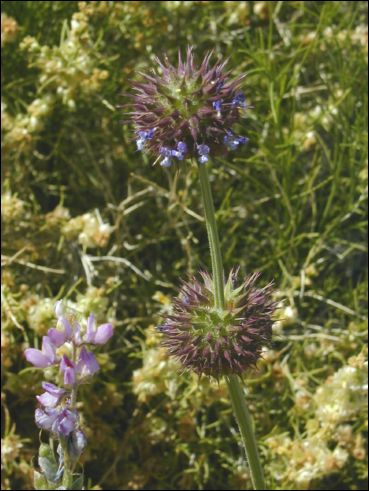 2005-03_deathv_52_flower_owlsheadmtn.jpg