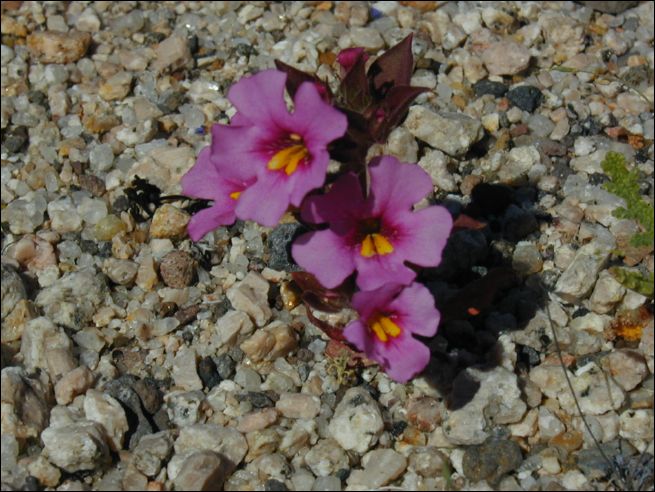2005-03_deathv_53_flower_owlsheadmtn.jpg