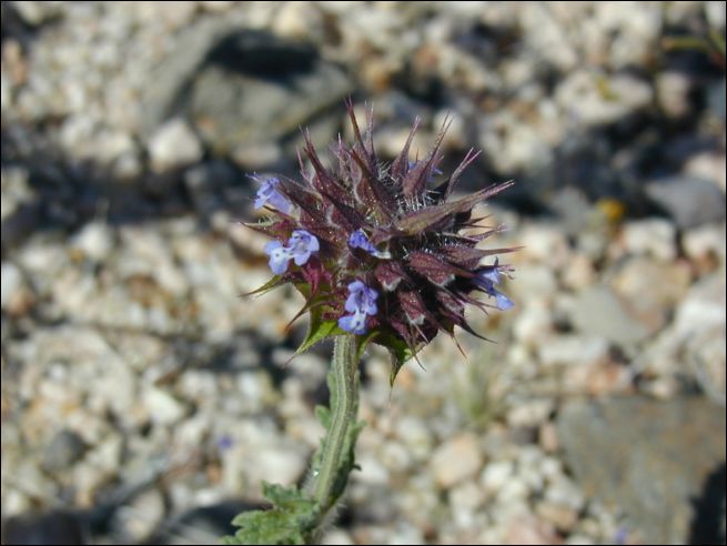 2005-03_deathv_54_flower_owlsheadmtn.jpg