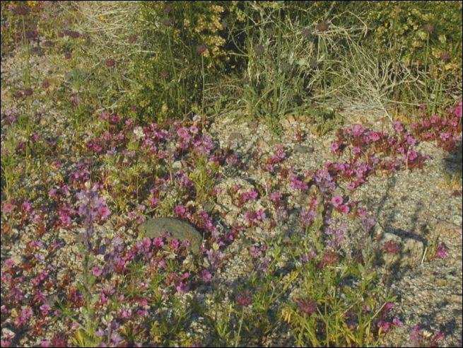 2005-03_deathv_55_flower_owlsheadmtn.jpg
