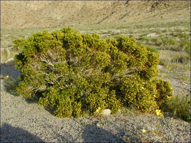 2005-03_deathv_56_flower_owlsheadmtn.jpg