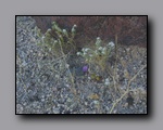 Click to enlarge 2005-03_deathv_31_flower_owlsheadmtn.jpg