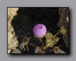 Click to enter Desert Wildflowers Death Valley