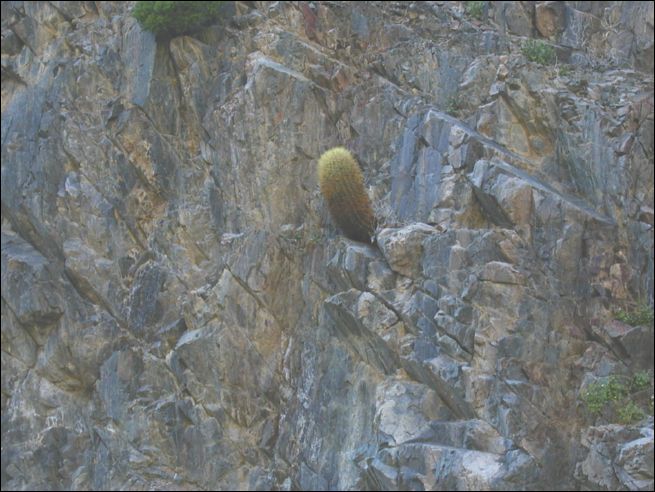 2005-03_panamint_01_cactus.jpg