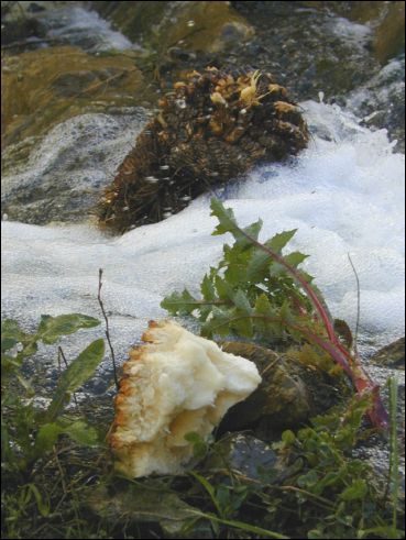 2005-03_panamint_02_cactus.jpg